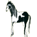 Cavalo de passeio Puro sangue inglês Pardo rato