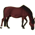 Cavalo de passeio Knabstrup Lazão