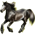 Cavalo de passeio Castanho escuro