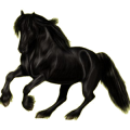 Cavalo de passeio Baio
