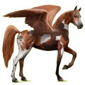 Pégaso de passeio Cavalo Árabe Ruço