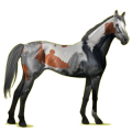 Cavalo de passeio Puro sangue inglês Ruço pigarço