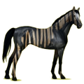 Cavalo de passeio Puro sangue inglês Preto