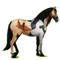 Reitpferd Paso Peruano Rappe