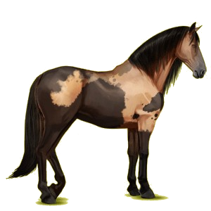 Reitpferd Berber Rappe