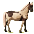 Pony Haflinger Palomino