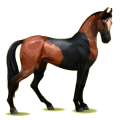 Reitpferd Marwari Apfelschimmel