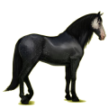 Reitpferd Andalusier Apfelschimmel