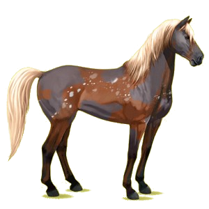 Reitpferd Mustang Falb-Schecke