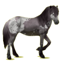 Reitpferd Isländer Fuchs