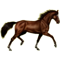 Reitpferd Trakehner Dunkelbrauner