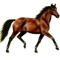 Pegasus-Reitpferd Hannoveraner Brauner
