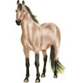 Reitpferd Curly Horse Fuchs