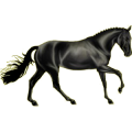 Reitpferd Englisches Vollblut Rappe