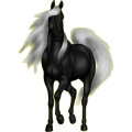 Reitpferd Araber Rappe
