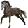 Reitpferd Andalusier Brauner