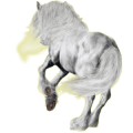 Reitpferd Andalusier Hellgrau