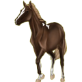 Reitpferd Orlow-Traber Apfelschimmel