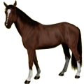 Reitpferd Deutsches Reitpferd Brauner