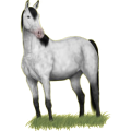 Reitpferd Tinker Fuchs mit Tobiano-Scheckung