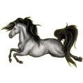 Reitpferd Araber Forellenschimmel