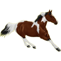 Reitpferd Argentinischer Criollo Brauner mit Tovero-Scheckung 