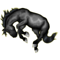 Reitpferd Mustang Rappe
