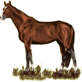 Reitpferd Trakehner Brauner