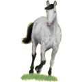 Reitpferd Deutsches Reitpferd Roan