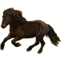 Reitpferd Isländer Fuchs