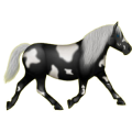 Pony Deutsches Reitpony Dunkelfuchs