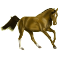 Reitpferd Andalusier Falbe