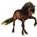 Pony Shetlandpony Fuchs