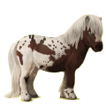 Pony Shetlandpony Brauner