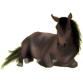 Reitpferd Orlow-Traber Hellgrau