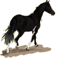 Reitpferd Oldenburger Rappe