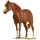 Reitpferd Hannoveraner Fuchs