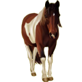 Pony Shetlandpony Hellgrau