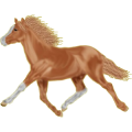 Pony Shetlandpony Fuchs