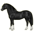 Pony Deutsches Reitpony Rappe