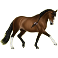 Reitpferd Holsteiner Brauner