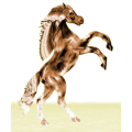 Reitpferd Mustang Roan