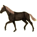 Reitpferd Araber Fuchs mit heller Mähne