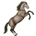 Reitpferd Mustang Roan