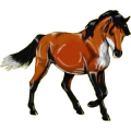 Pony Haflinger Palomino