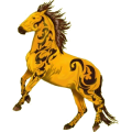 Reitpferd Appaloosa braune Schneeflocke