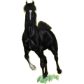 Reitpferd Oldenburger Rappe