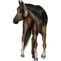 Reitpferd Lusitano Cremello