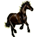 Reitpferd Mustang Roan