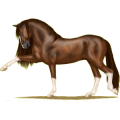 Reitpferd Andalusier Dunkelfuchs mit heller Mähne
